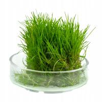 Eleocharis SP. MINI порция in vitro