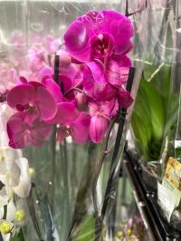Орхидея живая JMP 60см 2 побега