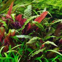 Cryptocoryne wendtii Mi Oya - in-vitro Aqua Art