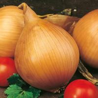 Cebula Ailsa Craig - nasiona na gigantyczne cebule do 1 kg, rekordowe plony