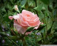 RÓŻA rabatowa ŁOSOSIOWA