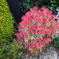 НЕ СБРАСЫВАЕТ ЛИСТЬЯ НА ЗИМУ-PIERIS JAPANESE FLAMING SILVER БОЛЬШОЙ САЖЕНЕЦ XL