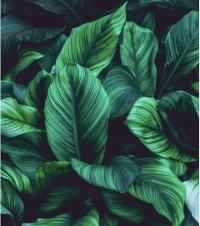 Обои зеленые листья на темном фоне - фото обои