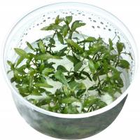 Proserpinaca palustris растение в чашке 10см