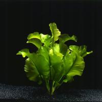 NUPHAR JAPONICUM Grążel japoński LOTOS saxon4