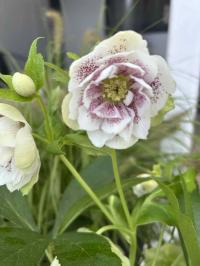 CIEMIERNIK HELLEBORUS DOUBLE ELLEN SPOTTED WHITE z kropkowanym wzorem 1L