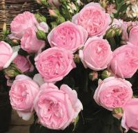 Voyage - Róża wielkokwiatowa DUŻE KWIATY PACHNĄCA TANTAU GOŁY KORZEŃ