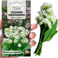 Чеснок медведь семена трав натуральный антибиотик многолетний 50 семян