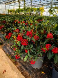 Skimmia japonica - Skimmia japońska Pabella - piękna roślinka na święta