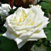 Róża WIELKOKWIATOWA POLARSTERN PAKIET 5 SZTUK