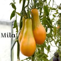 Pomidor Mila