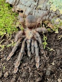 Psalmopoeus reduncus l2/3
