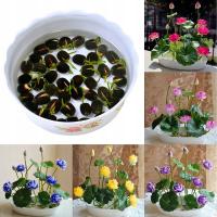 20 шт. Чаша с семенами лотоса водяная лилия для