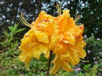 Azalia wielkokwiatowa 'Klondyke' | POMARAŃCZOWOZŁOTE KWIATY