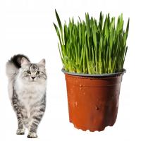 Кошачья трава свежесобранное лакомство, готовое к употреблению