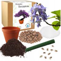 НАБОР ДЛЯ ВЫРАЩИВАНИЯ БОНСАЙ УДАЧИ PAULOWNIA IMPERIAL ДЛЯ ПОСАДКИ