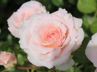 Róża Bremer Stadtmusikanten (pojemnik C2)