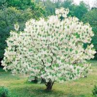 Чионантус Виргинский (Chionanthus Virginicus) 5 семян