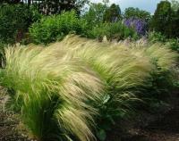 OSTNICA MOCNA - PONY TAILS STIPA TENUISSIMA 100NAS