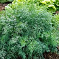 Koper ogrodowy Monarch - łatwy w uprawie, po ścięciu odrasta - nasiona