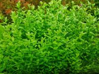 BACOPA MONNIERI - 5 ШТ. - подводное разведение