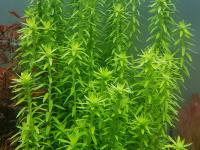 TONINA TOCANSIS-разведение под водой