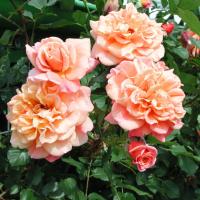 SADZONKI RÓŻ RÓŻA PNĄCA ALOHA MORELOWO-ŁOSOSIOWA DUŻE PEŁNE KWIATY BALOT