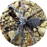 Pterinochilus murinus DCF KIGOMA samica SpidersForge)