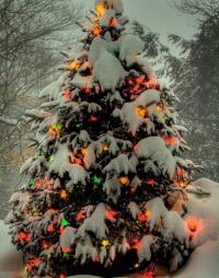 Пихта Кавказская идеальная для елки (Abies Nordmaniana) 20 семян