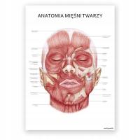 Доска анатомическая доска плакат лицевые мышцы