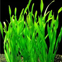 Vallisneria tortifolia - RA koszyk duży XXL