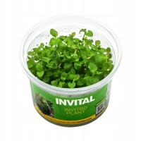 INVITAL Lysimachia nummularia / aquatica in vitro Ø 7 cm