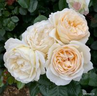 'Marzipan' - Róża wielkokwiatowa KREM ODPORNA PACHNĄCA KORDES GOŁY KORZEŃ