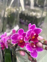 Орхидея Jmp 40 см multiflora puebla 3 побега свежая доставка