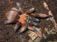 Aphonopelma moderatum (SpidersForge)
