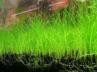 ELEOCHARIS ACICULARIS - 50 SZT. - hodowla podwodna