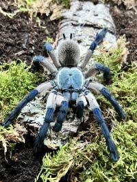 Monocentropus balfouri samica 2,5cm