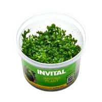 INVITAL Gratiola viscidula in vitro Ø 7 cm