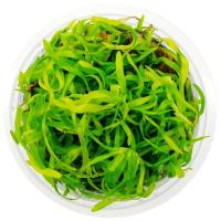 ŻYWA ROŚLINKA DO AKWARIUM DLA POCZĄTKUJĄCYCH AKWARYSTÓW NA DRUGI PLAN