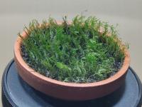 Fissidens Mini Vietnam - forma emersyjna 53