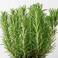 NASIONA ROZMARYNU ROZMARYN AROMATYCZNY ZIÓŁO ODPORNY WYDAJNY 0,05g