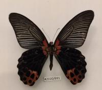 Motyl Papilio memnon samiec 95mm strona brzuszna .