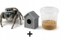 Скакун Phidippus питание коттедж бесплатно