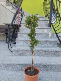 drzewko truskawkowe Arbutus Unedo aktualnie kwitnie