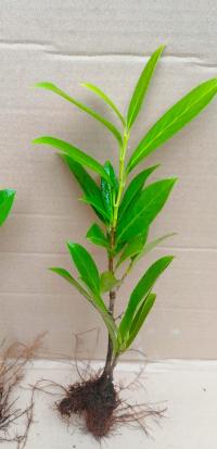 LAUROWIŚNIA CAUCASICA MULTIPLAT SZYBKOROSNĄCA