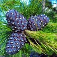 P9 сосна LIMBA PINUS CEMBRA низкое красивое дерево для сада
