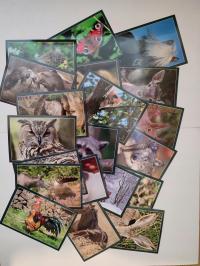 ZESTAW ZWIERZĘTA 21 SZTUK POCZTÓWKA