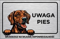 Tabliczka UWAGA PIES Rhodesian Ridgeback 30x20 UV