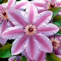 Клематис крупноцветковый NELLY MOSER