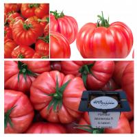 Томат Монтероза F1 высокий